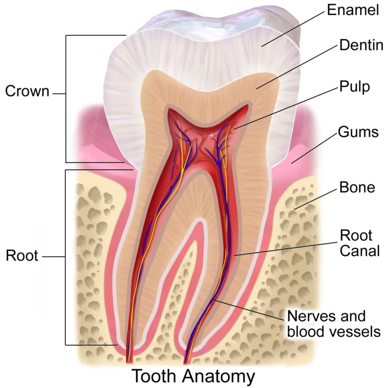 Dental Crowns