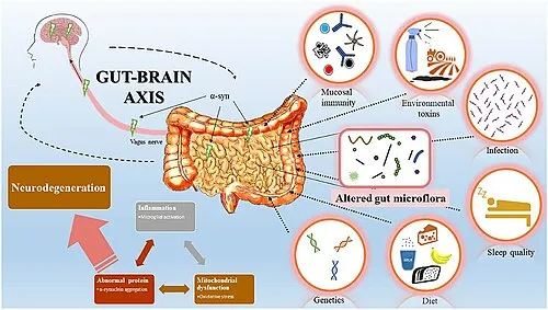 Brain-gut axis and mental health