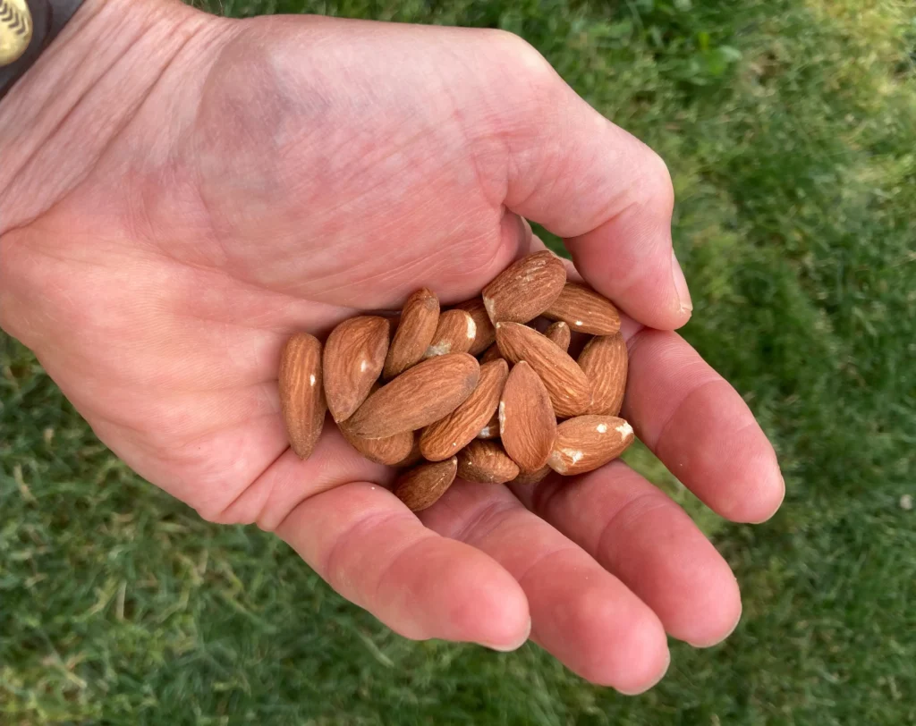 superfoods for gut health