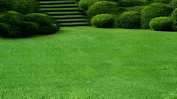 professional weed control