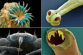 Intestinal Parasites