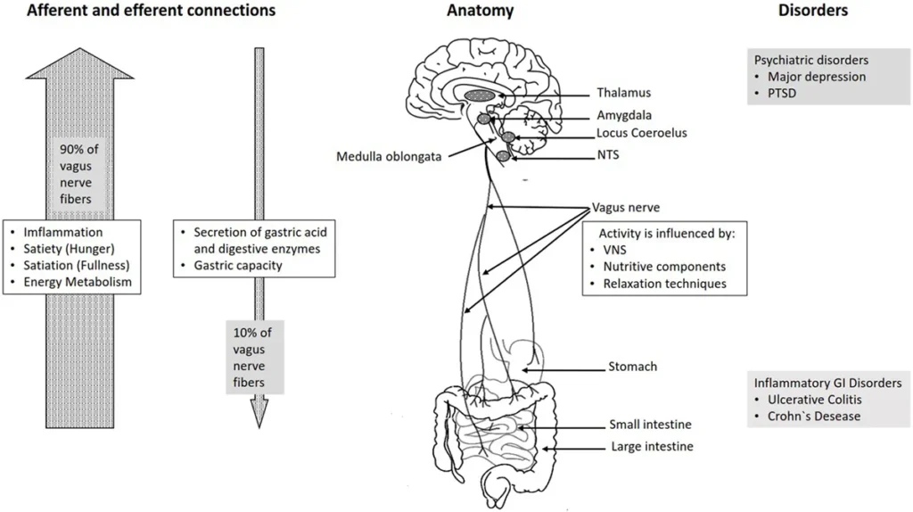 Brain-gut axis and mental health