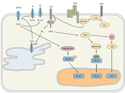 Jurkat cells