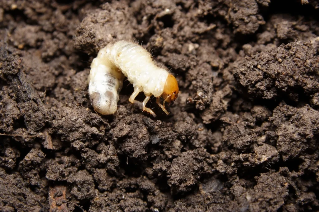 lawn care services in Grand Rapids