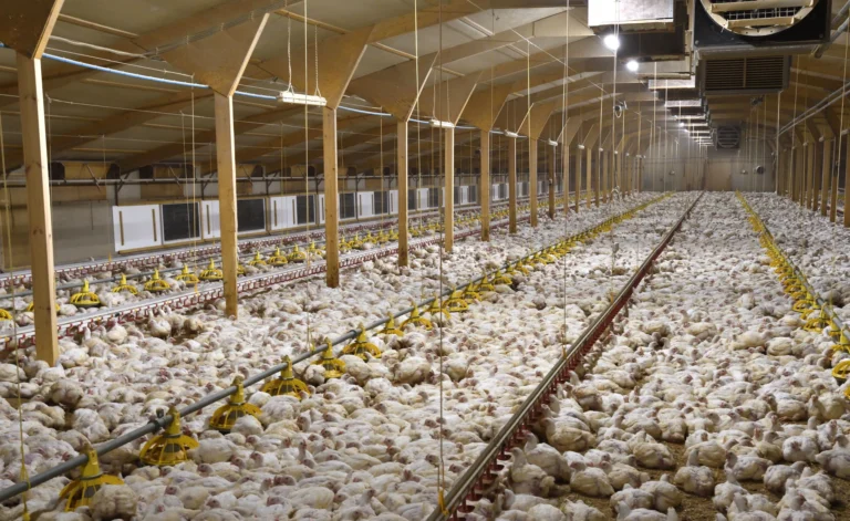 Poultry farming in Ukraine